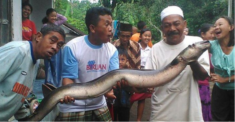 Belut Super Besar Ini Berbobot 20 Kg Star Jogja Fm