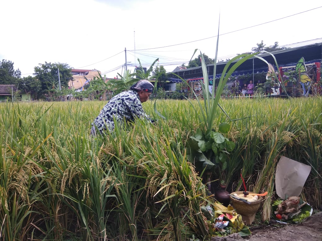 Jogja ternyata memiliki wisata pertanian