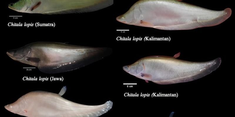 Ikan punah belida chitala lopis