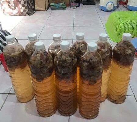 Insektisida daun bawang